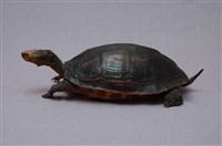 藏品(斑龜)的圖片